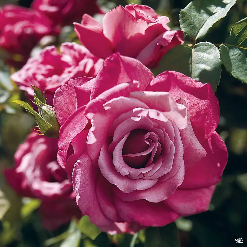 Rose 'Heirloom' Bareroot