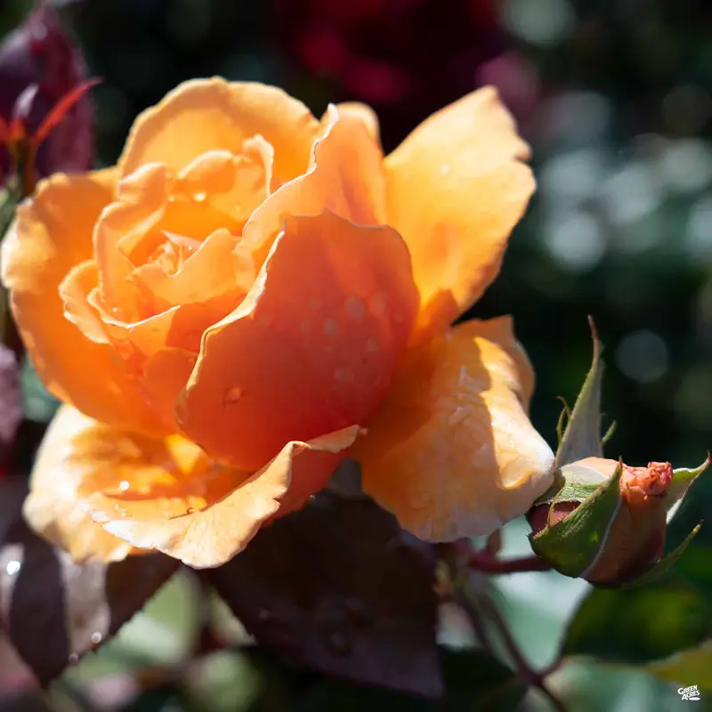 Rose 'Just Joey' Bareroot