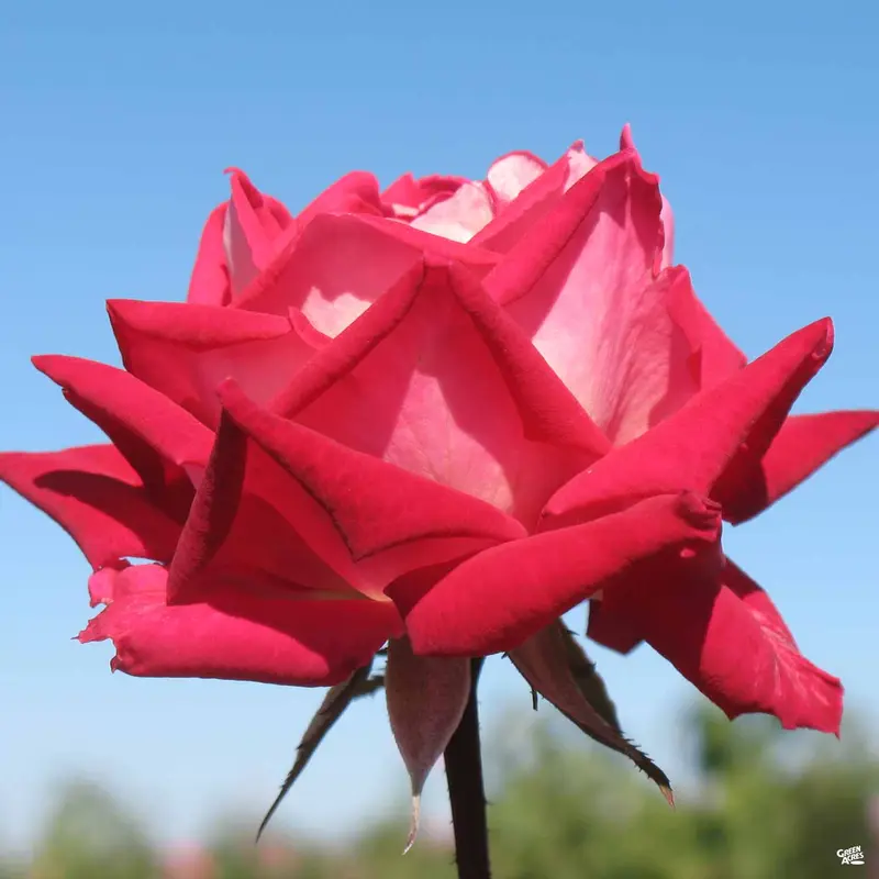 Rose 'Love' Bareroot
