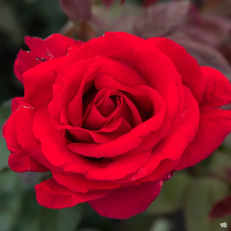 Rose 'Mister Lincoln'