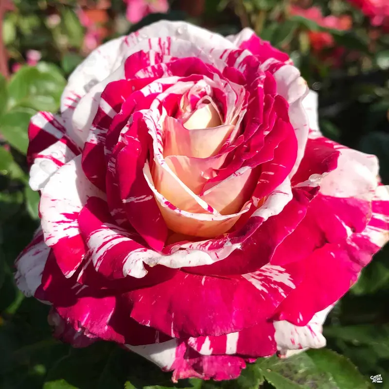 Rose 'Neil Diamond' Bareroot
