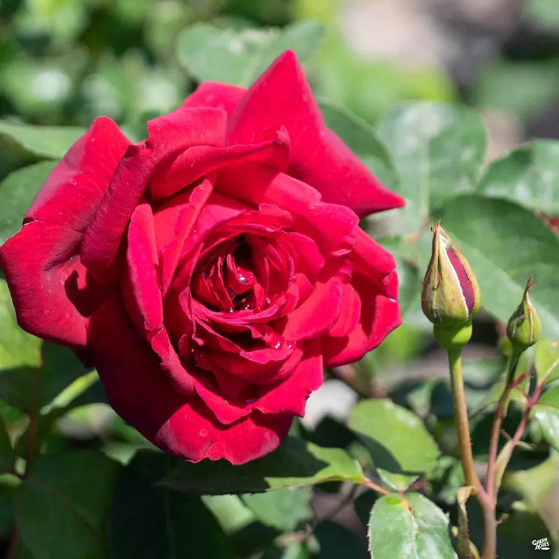 Rose 'Oklahoma' Bareroot