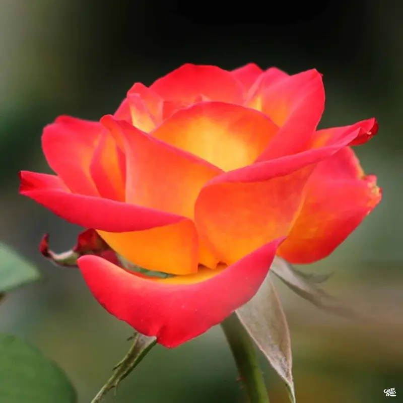Rose 'Perfect Moment' Bareroot