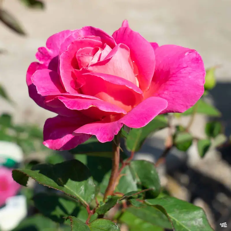 Rose 'Pink Peace' Bareroot