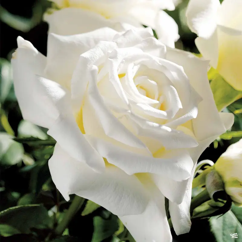 Rose 'Pope John Paul II' Bareroot