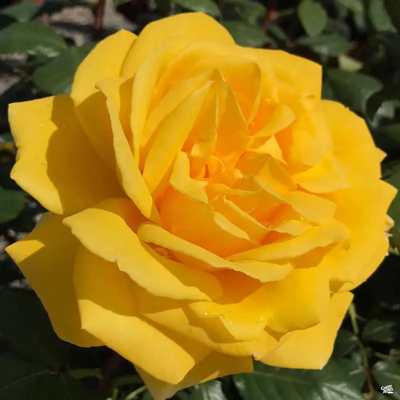 Rose 'Radiant Perfume' Bareroot