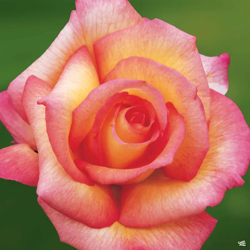 Rose 'Sheila's Perfume'