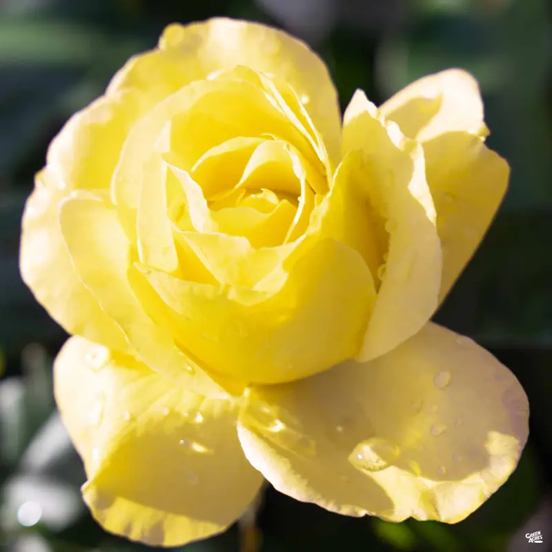 Rose 'St. Patrick' Bareroot