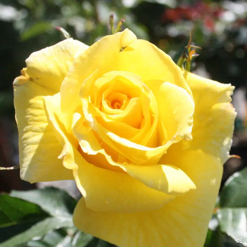 Rose 'Sunsprite'