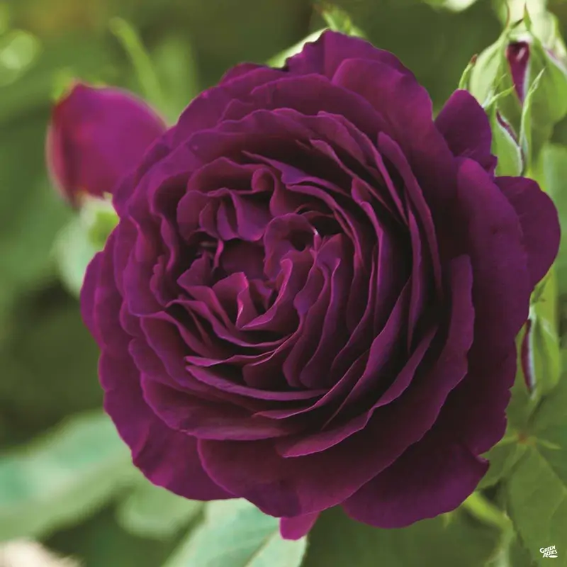 Rose 'Twilight Zone' Bareroot