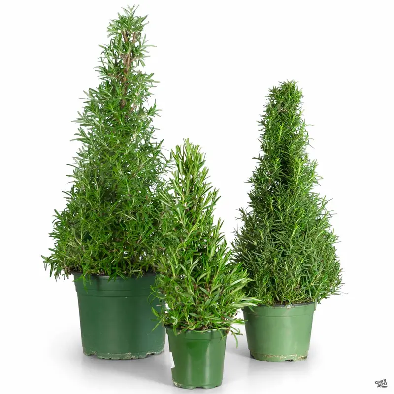 Rosemary Holiday Cone