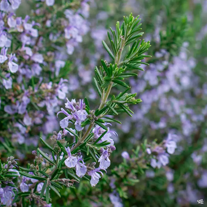 Rosemary 'Tuscan Blue'