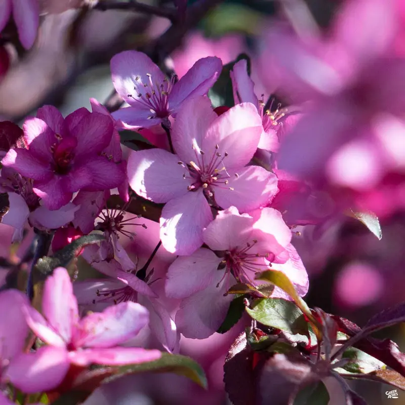 Royal Raindrops Crabapple