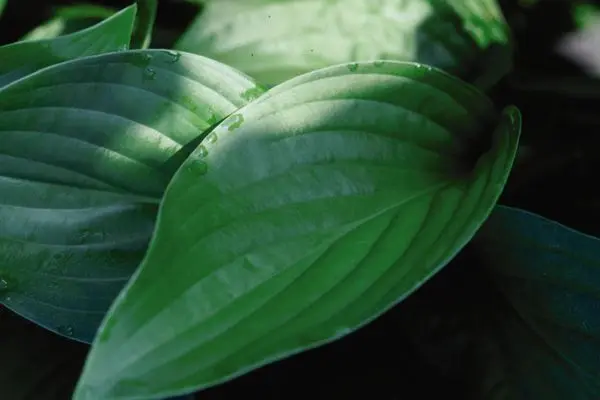 Royal Standard Hosta