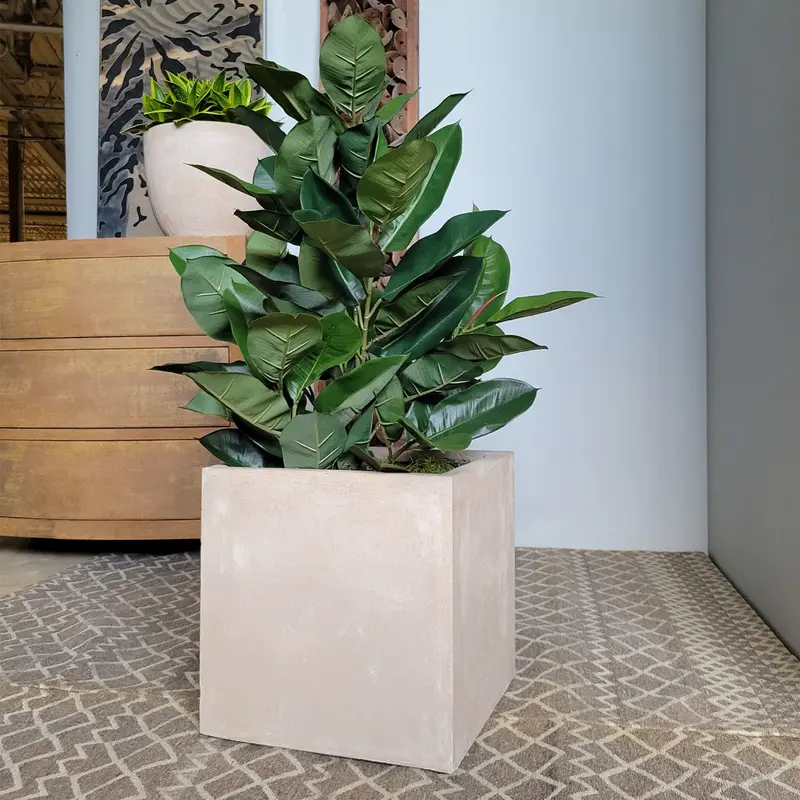 Rubber Tree Green in Square Urbano, SM By Gold Leaf