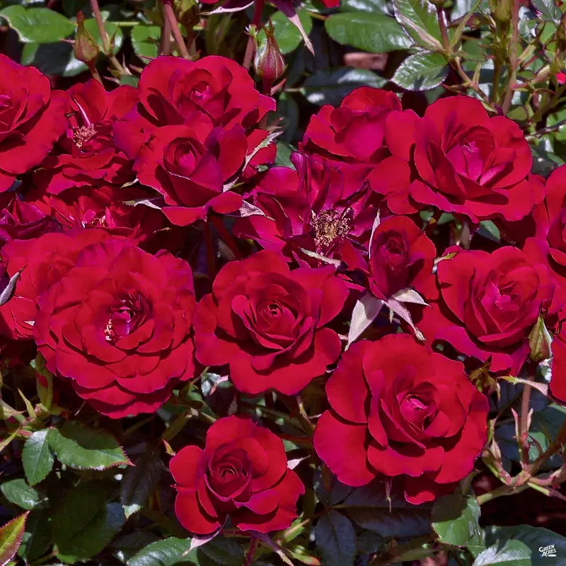 Ruby Ruby™ Miniature Rose