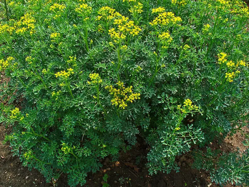 Rue (Ruta graveolens) - Seed RS