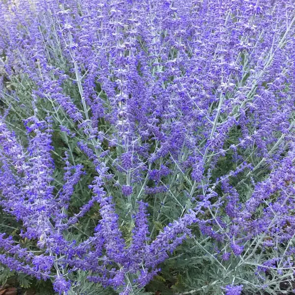 Russian Sage 'Crazy Blue' (Perovskia atriplicifolia)