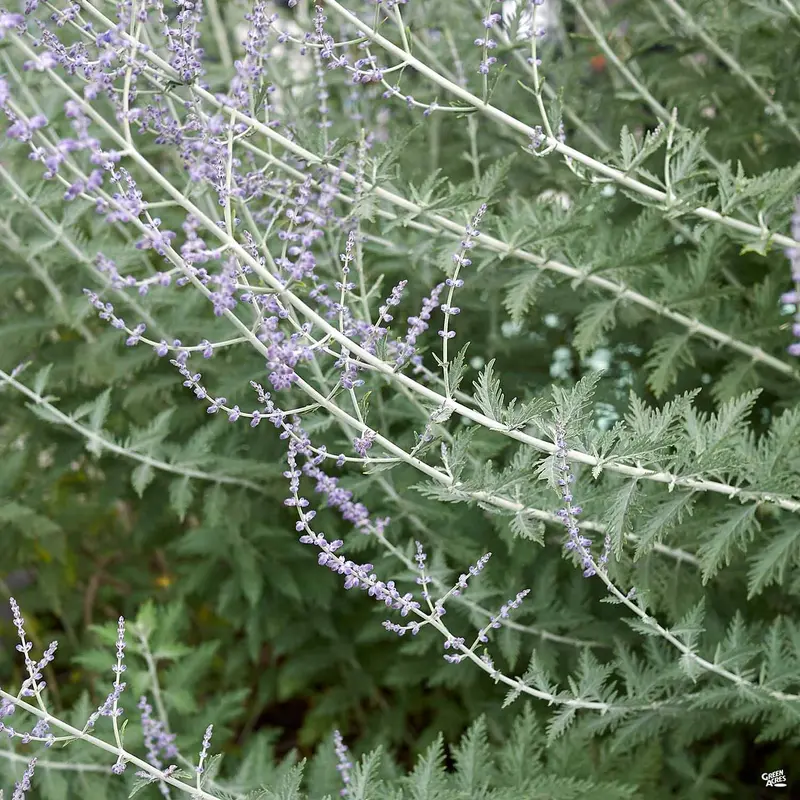 Russian Sage 'Little Spire'
