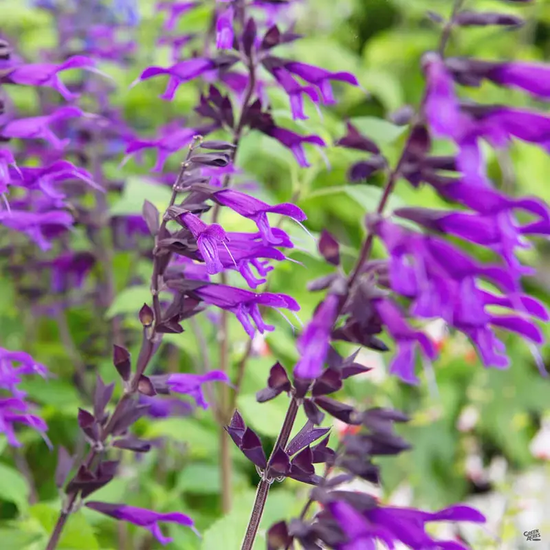 Sage 'Amistad'