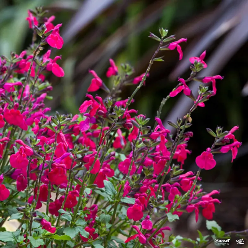 Sage 'Killer Cranberry'