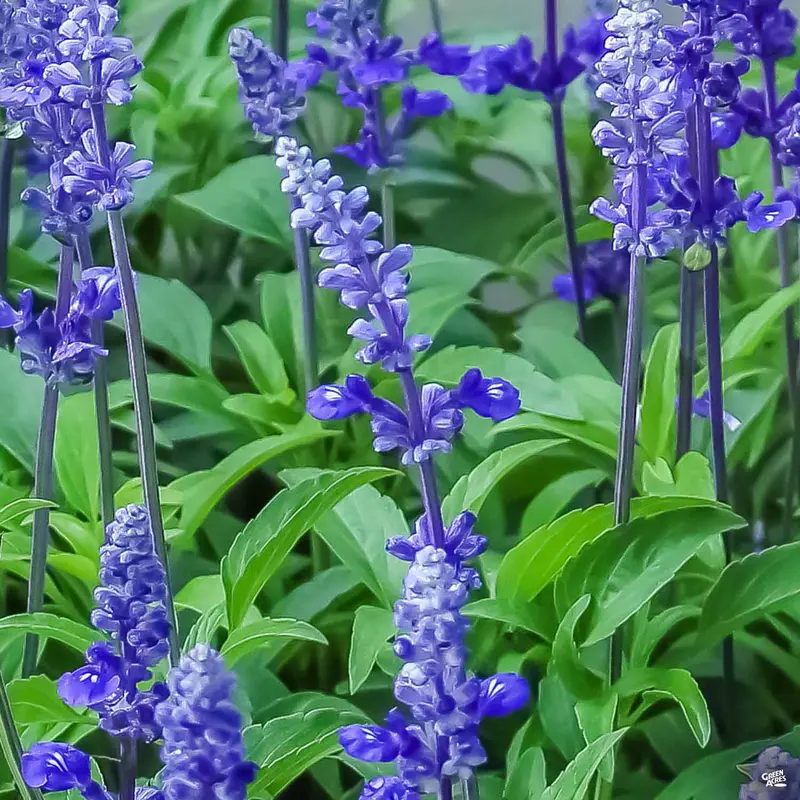 Sage 'Mystic Spires Blue'