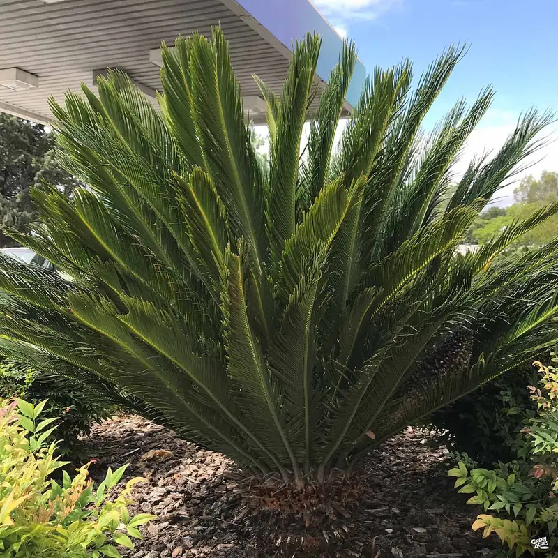 Sago Palm