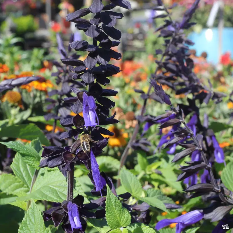 Salvia 'Black and Blue'