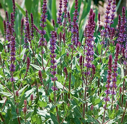 Salvia- Caradonna