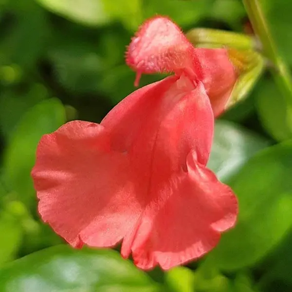 Salvia greggii ‘Peach Cobbler’