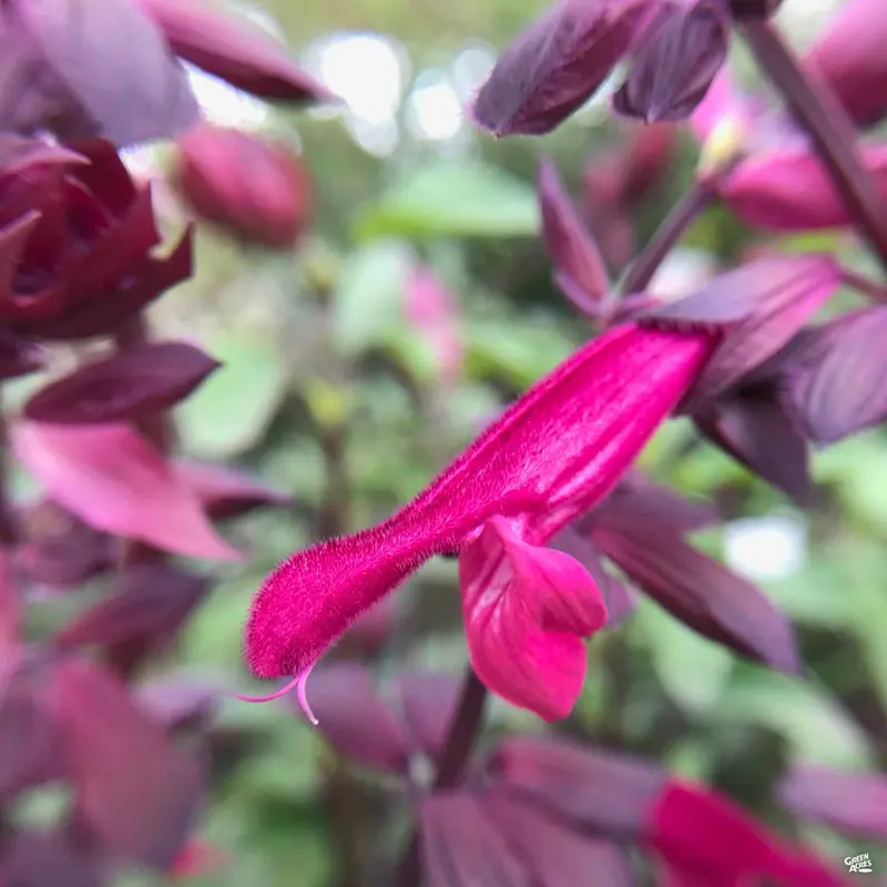 Salvia 'Love & Wishes'
