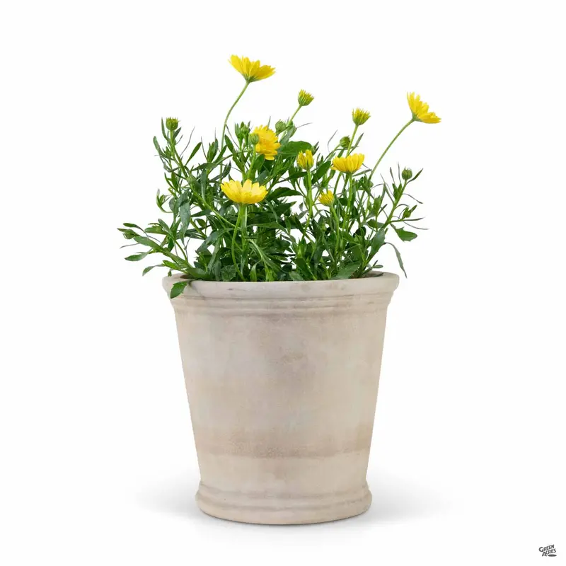 Samaria Antique Terracotta Planter
