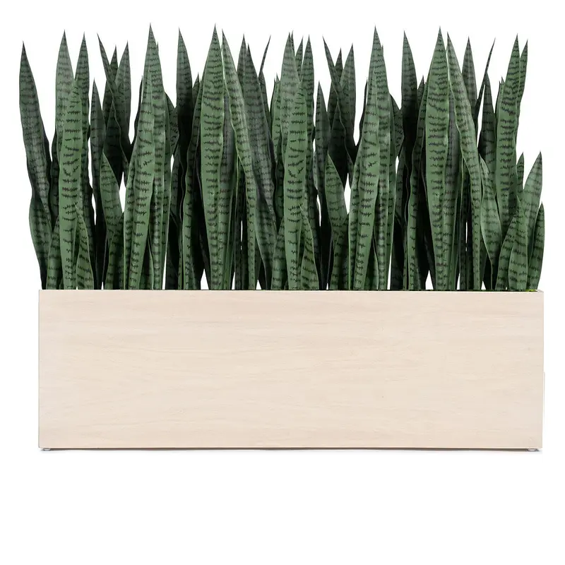 Sansevieria 33"H in Whitewash Rectangle Planter By Gold Leaf