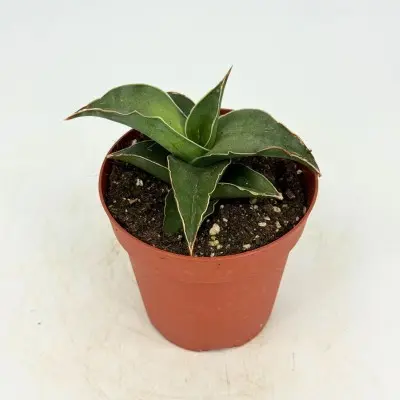Sansevieria 'Blue Kew' (Snake Plant)
