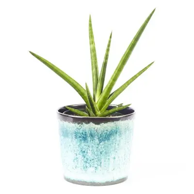 Sansevieria cylindrica (Starfish Snake Plant)