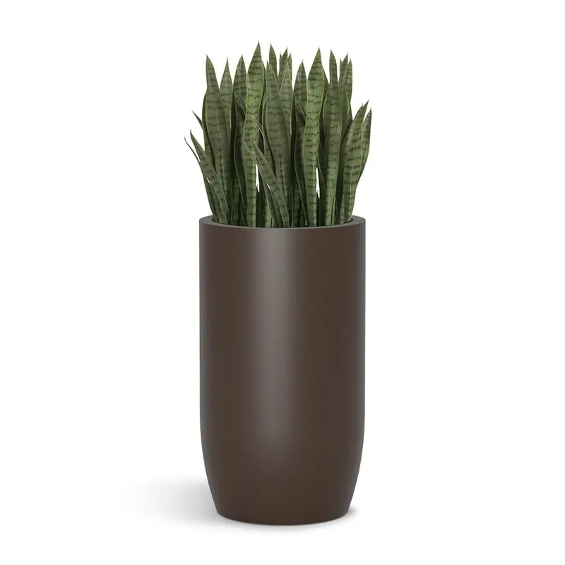 Sansevieria in Barrel Planter MD, Brown DK Satin By Gold Leaf