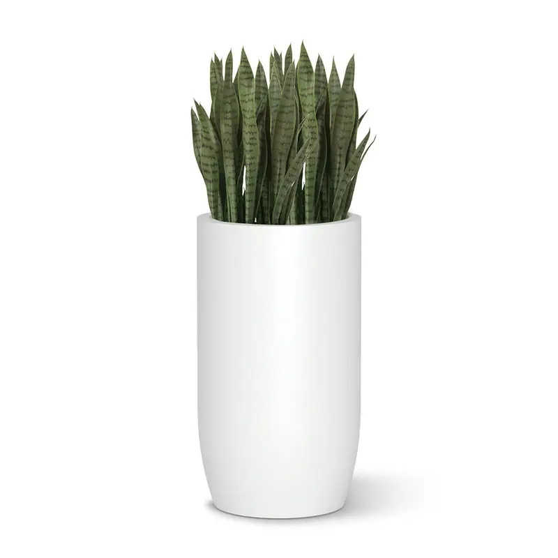 Sansevieria in Barrel Planter MD, White Satin By Gold Leaf