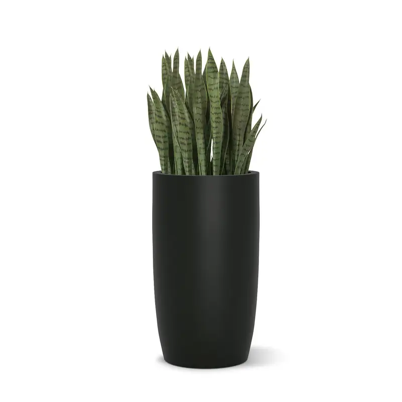 Sansevieria in Barrel Planter SM, Black Satin By Gold Leaf
