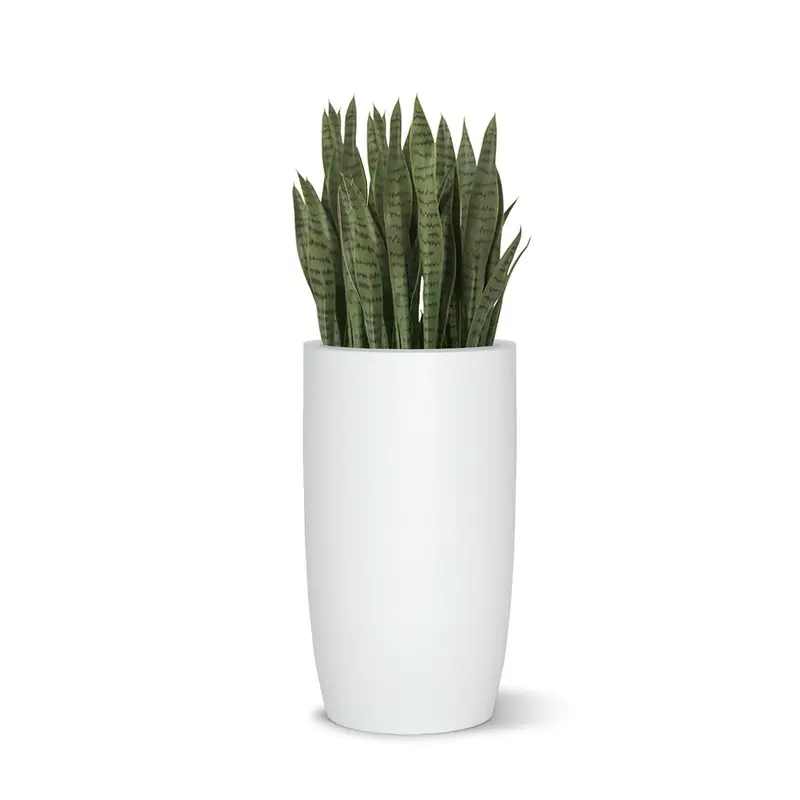 Sansevieria in Barrel Planter SM, White Satin By Gold Leaf