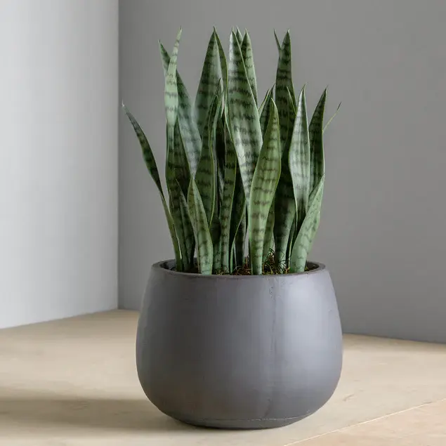 Sansevieria in Puddle Planter By Gold Leaf Design Group