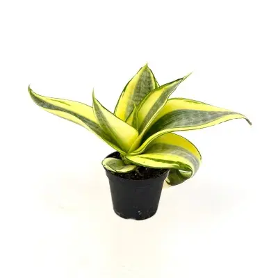 Sansevieria trifasciata 'Gold Dust' (Snake Plant)