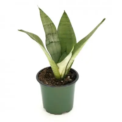 Sansevieria trifasciata 'Moonshine' (Snake Plant)