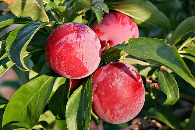 Santa Rosa Plum (Prunus salicina 'Santa Rosa')