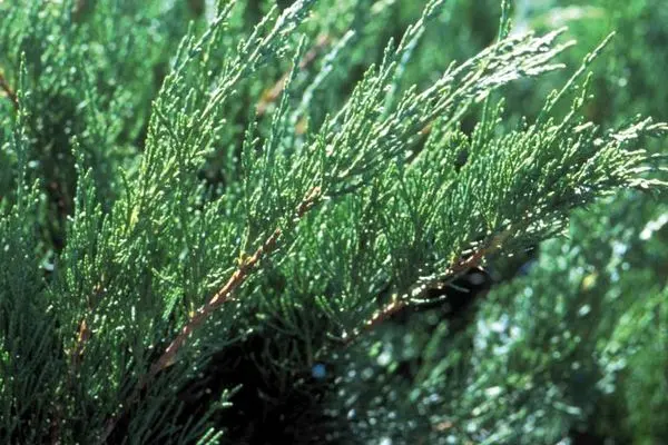 Sea Green Juniper