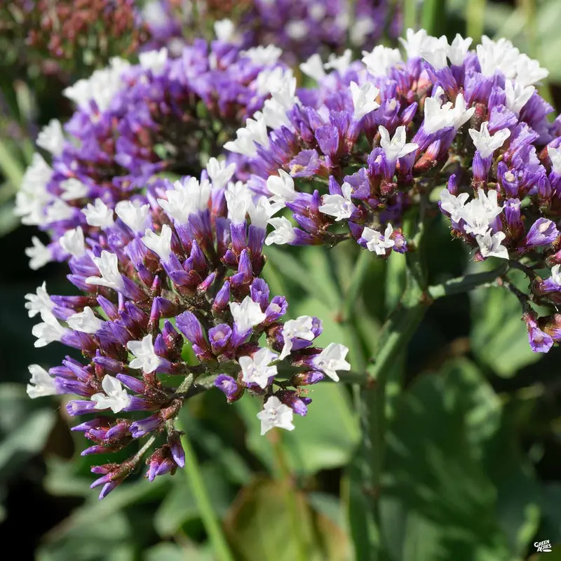 Sea Lavender