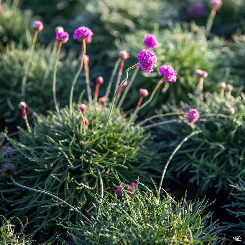Sea Thrift Pink