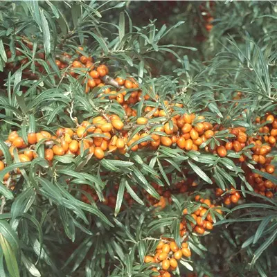 Seaberry 'Sirola' (Hippophae rhamnoides)