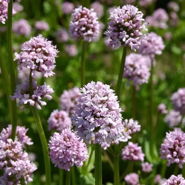 Seablush (Plectritis congesta)