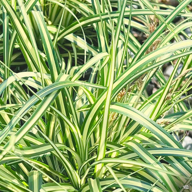 Texas Sedge