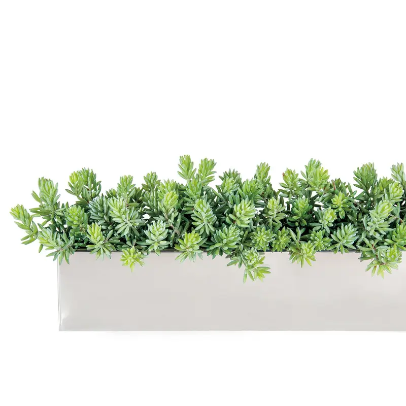 Sedum Green in Stainless Table Planter By Gold Leaf